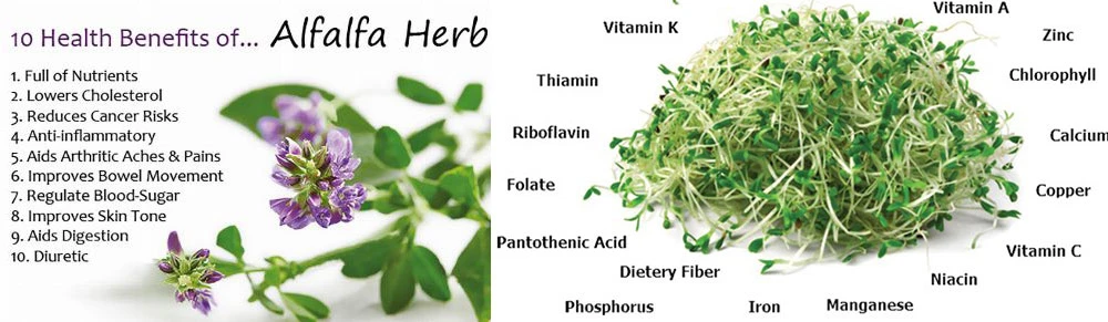 Alfalfa-nutrient-powder